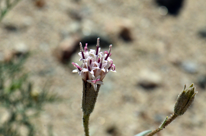 Desert Palafox flower heads have tubular disk tubular florets only (no ray florets). The flower heads are surrounded by long pointed glandular bracts and the fruit a cypsela; seeds wind-borne. Palafoxia arida var. arida